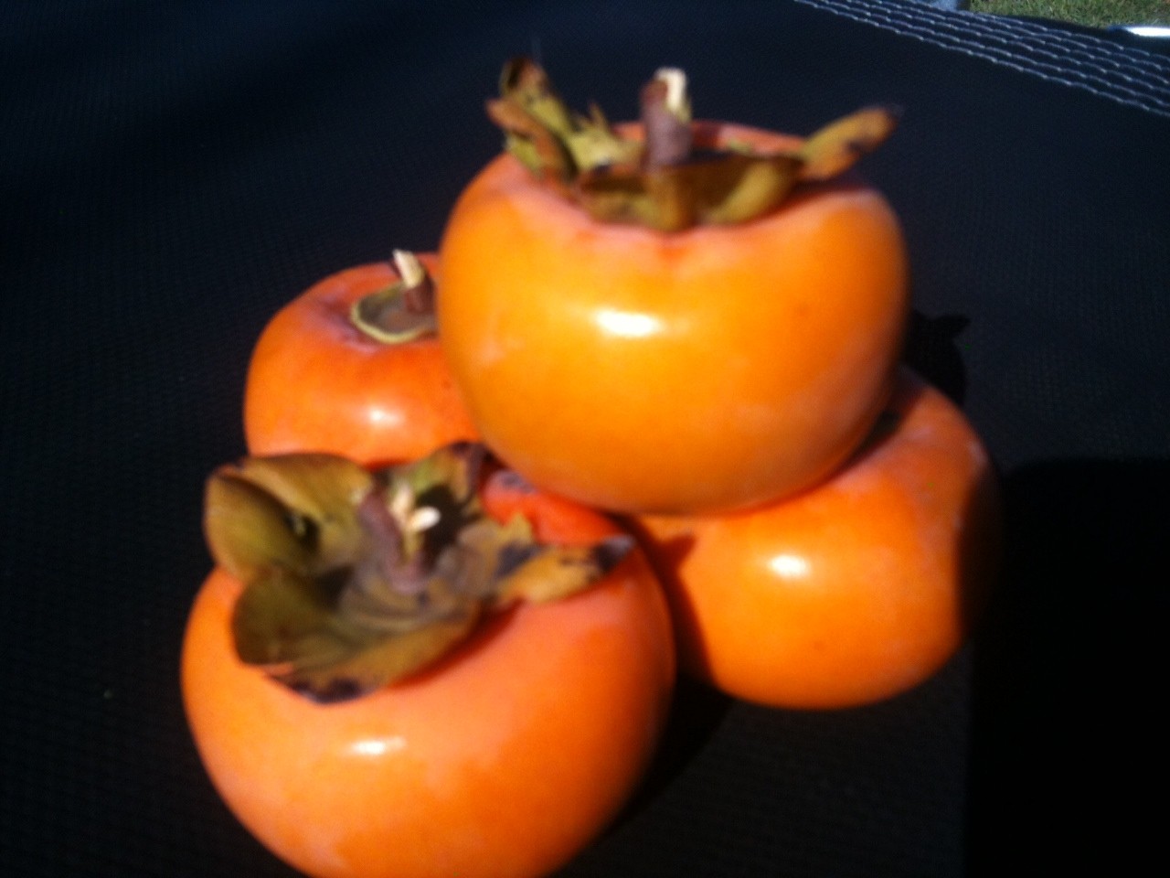 Giant Fuyu Persimmon Tree Bob Wells Nursery