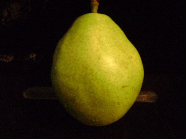 KIEFFER PEAR TREE 2 Year Old/45 Feet Tall Bob Well Nursery