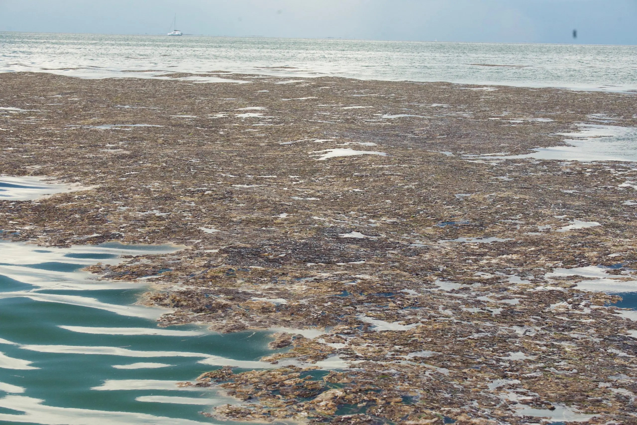 What is this slimy sludge in our water? One island resident is on the