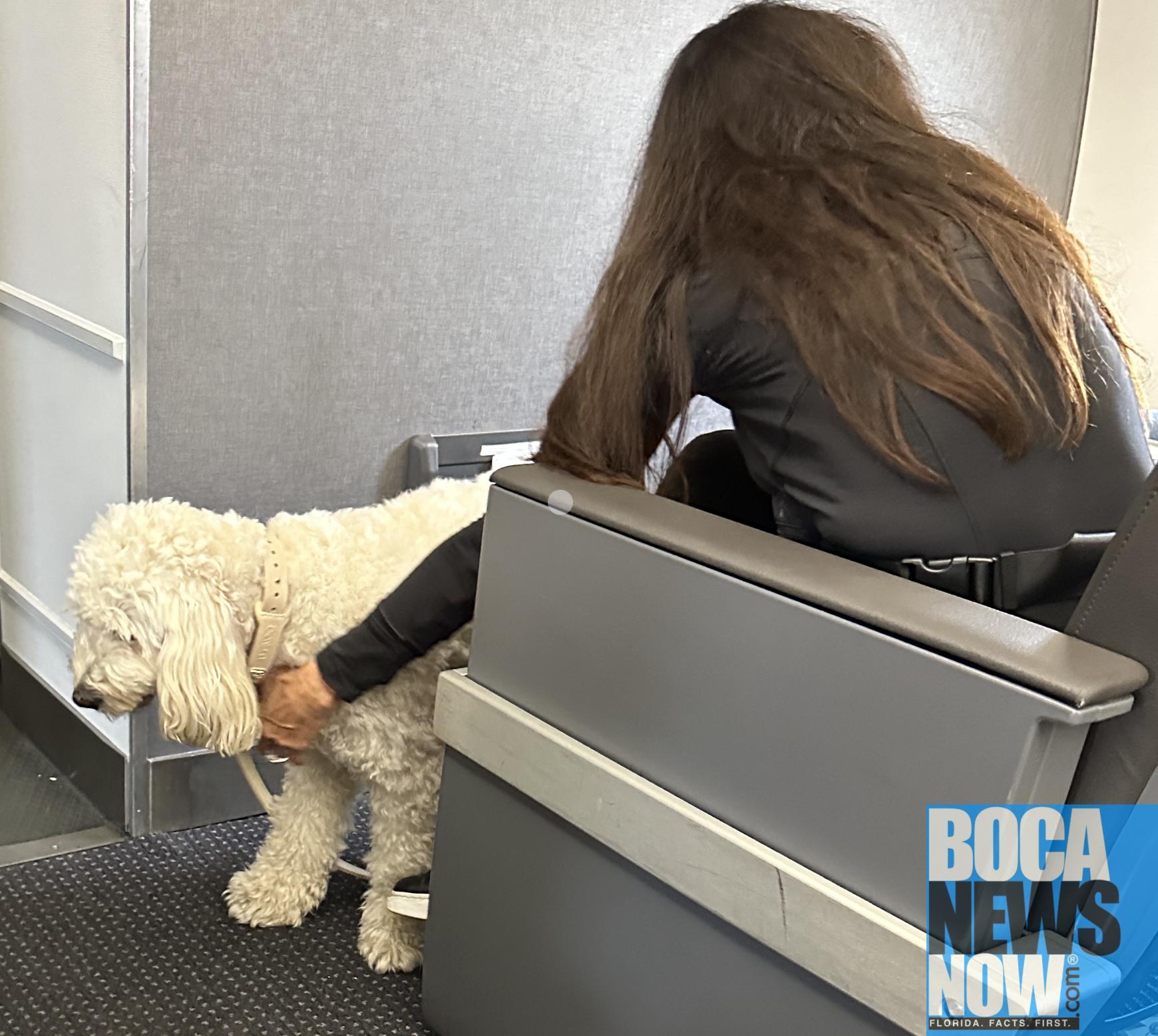 Dogs In Publix, On Planes, In Fresh Market, Costco Boca Raton