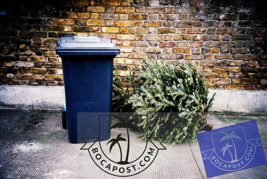 Getting Rid Of That Christmas Tree In Boca Boca Post