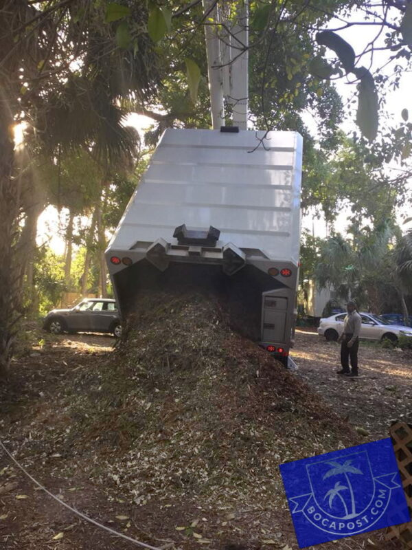 Getting Rid Of That Christmas Tree In Boca Boca Post