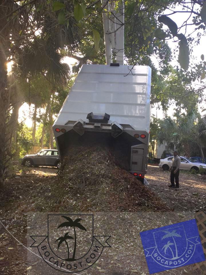 Getting Rid Of That Christmas Tree In Boca Boca Post