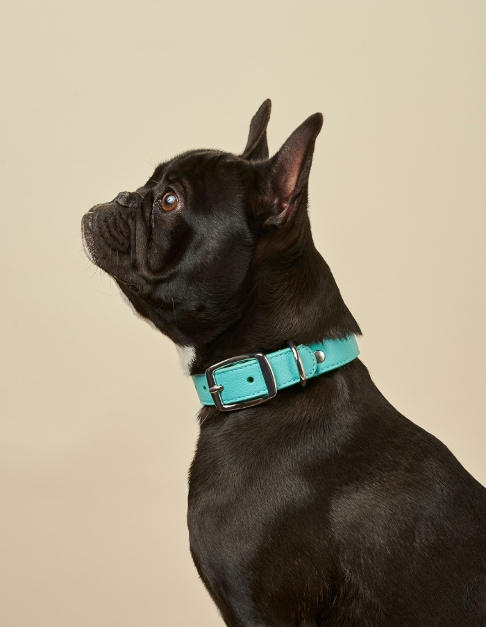 Designer Leather Blue Dog Collars Australia Shop Online With BOco
