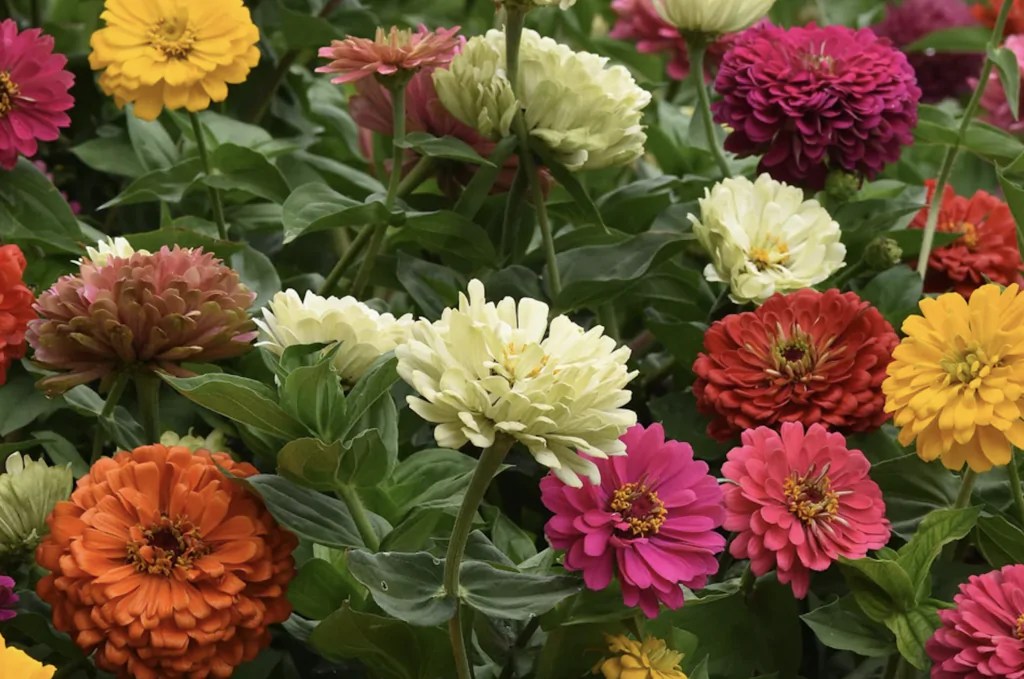 How to Grow Zinnias in Zone 5 Bodhi Bloom