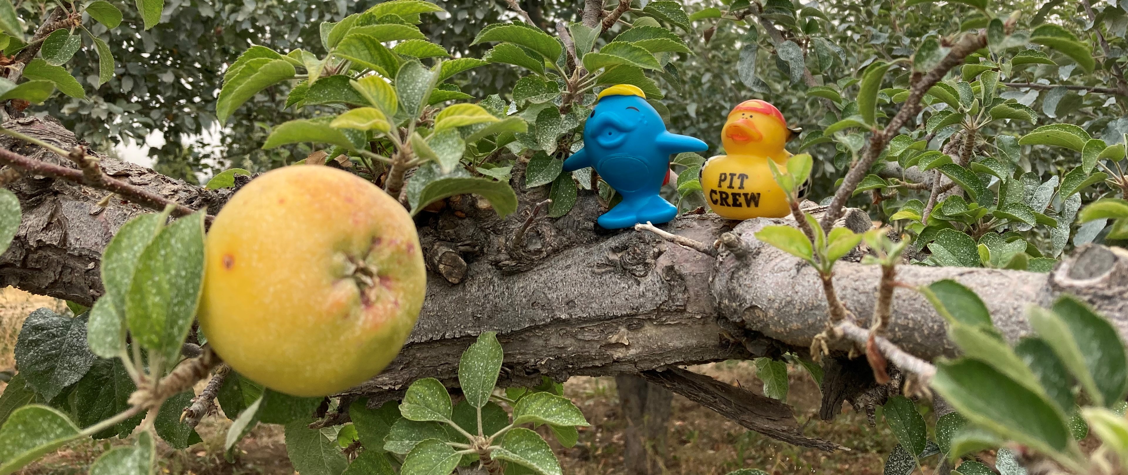 HighHanging Fruit Bodhi Day