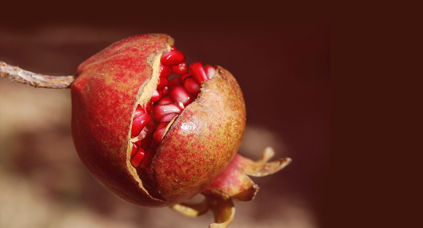 Wellbeing From Within Body and Mind Factory