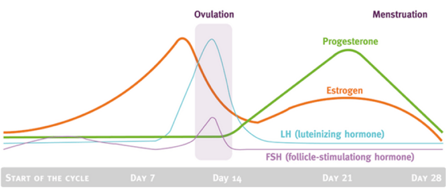 The Menstrual Cycle - How women can get the most out of their training