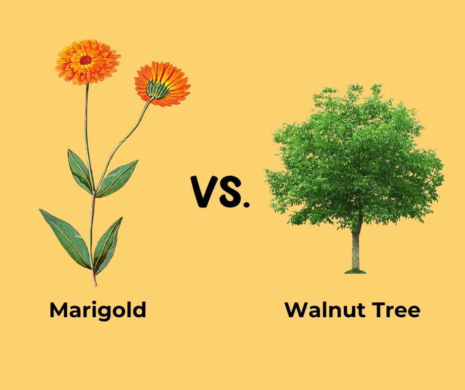 Are you a Marigold or a Walnut Tree? Body Language Blueprints