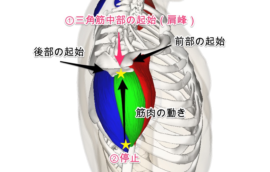 「肩に筋肉痛が来ない」というあなたにはこの種目を全力でおすすめします