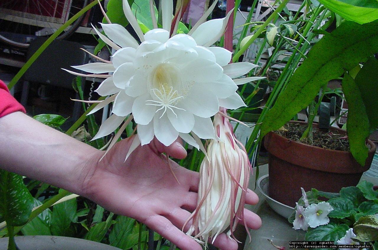Summer Excitement Night Blooming Cereus