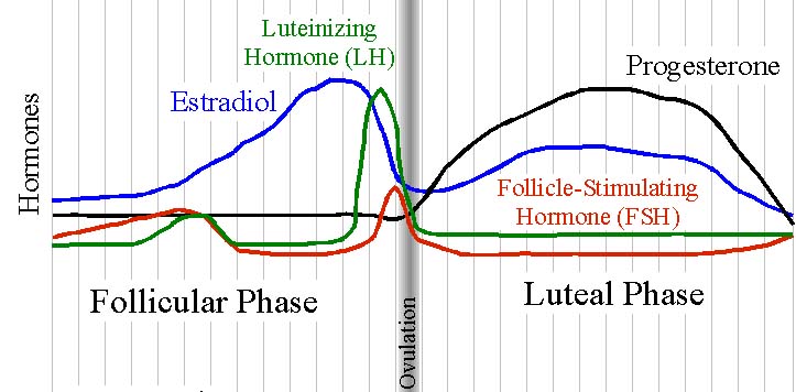 The Menstrual Cycle and Determinants of Energy Intake