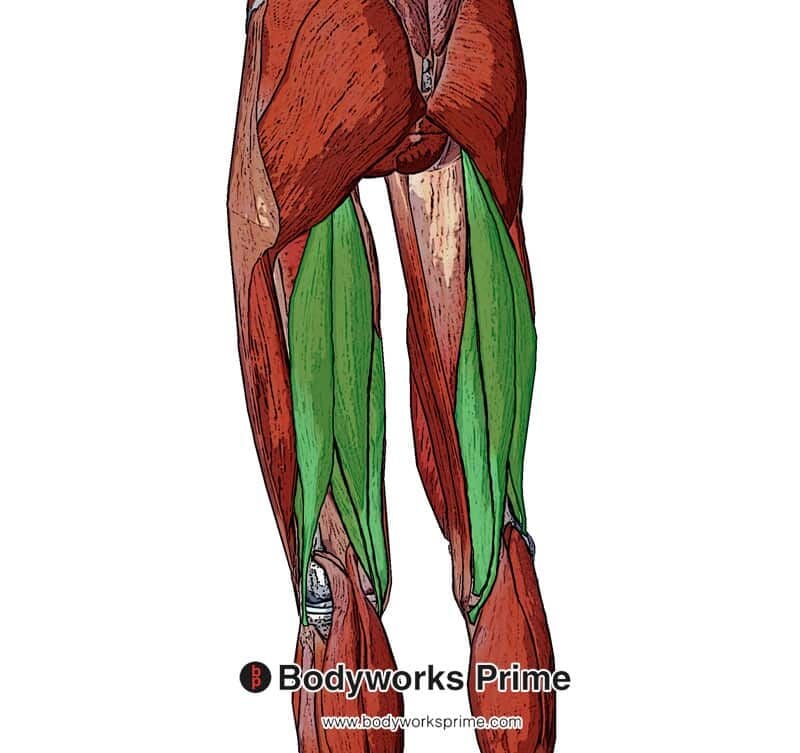 Biceps Femoris Muscle Anatomy Bodyworks Prime