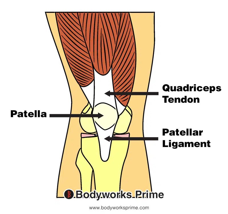 Quadriceps Muscle Anatomy Bodyworks Prime