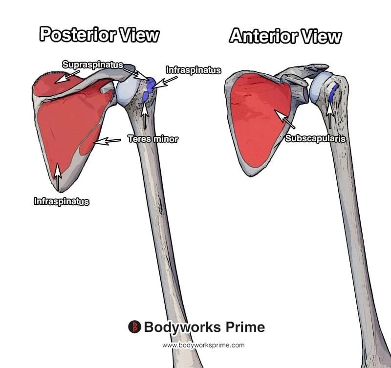 Rotator Cuff Muscle Anatomy Bodyworks Prime