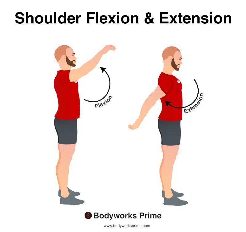 Shoulder Flexion And Extension