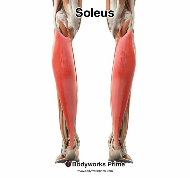 Soleus Muscle Anatomy Bodyworks Prime