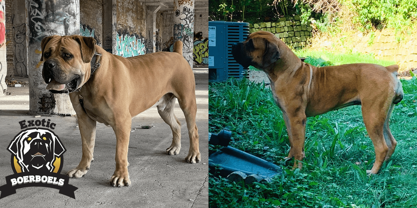 [5+] 4 Months Old Superior Boerboels Dog Puppy For Sale Or Adoption