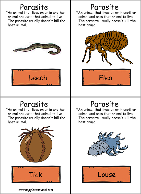 Food Chain Flashcards