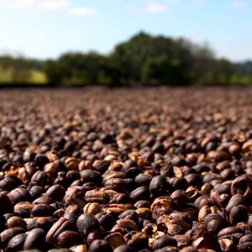 Best Roasted Coffee Beans Grounded Coffee In Bangalore Boginenicoffee