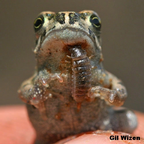 Bogleech Blog Frog eating beetles!