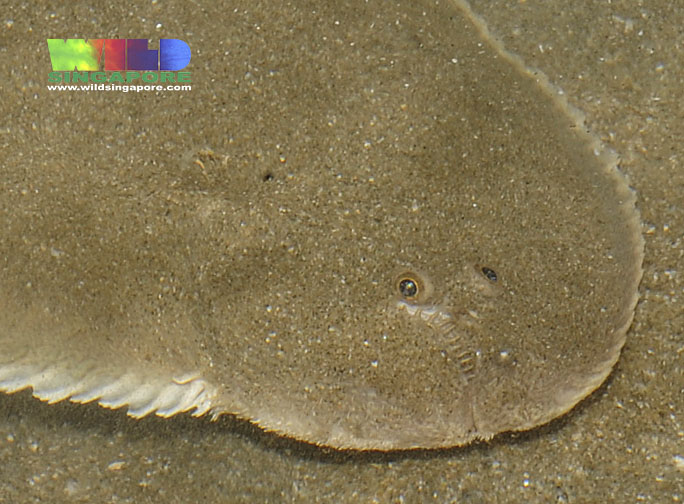 Bogleech Biology to Chill the Sole