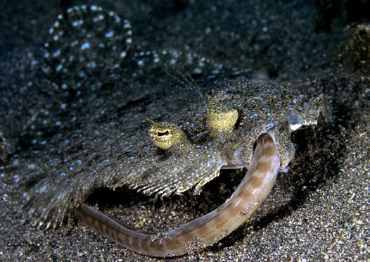 Bogleech Biology to Chill the Sole