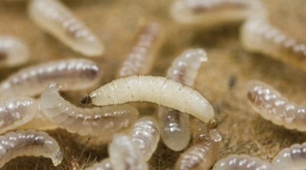 bioflies2