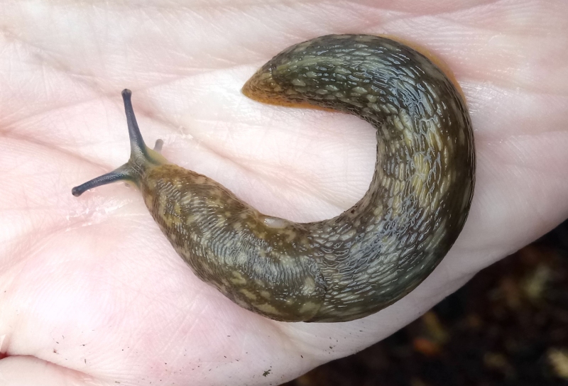 All About My Slugs (including the legendary, predatory "shelled" slug