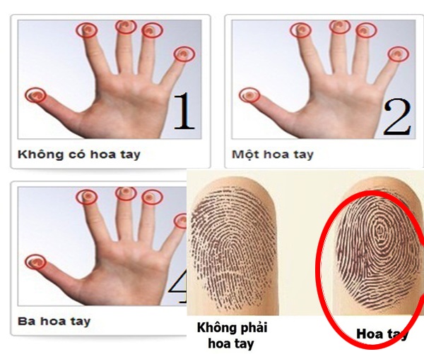 Xem bói hoa tay chính xác, phán chuẩn tính cách, giàu nghèo