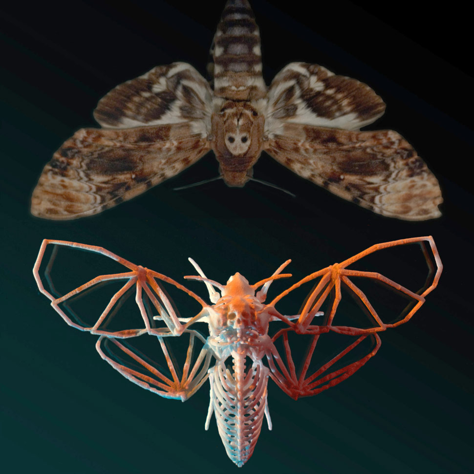 3Dprinted "Death's Head Hawkmoth Skeleton" sculptures, inspired by The