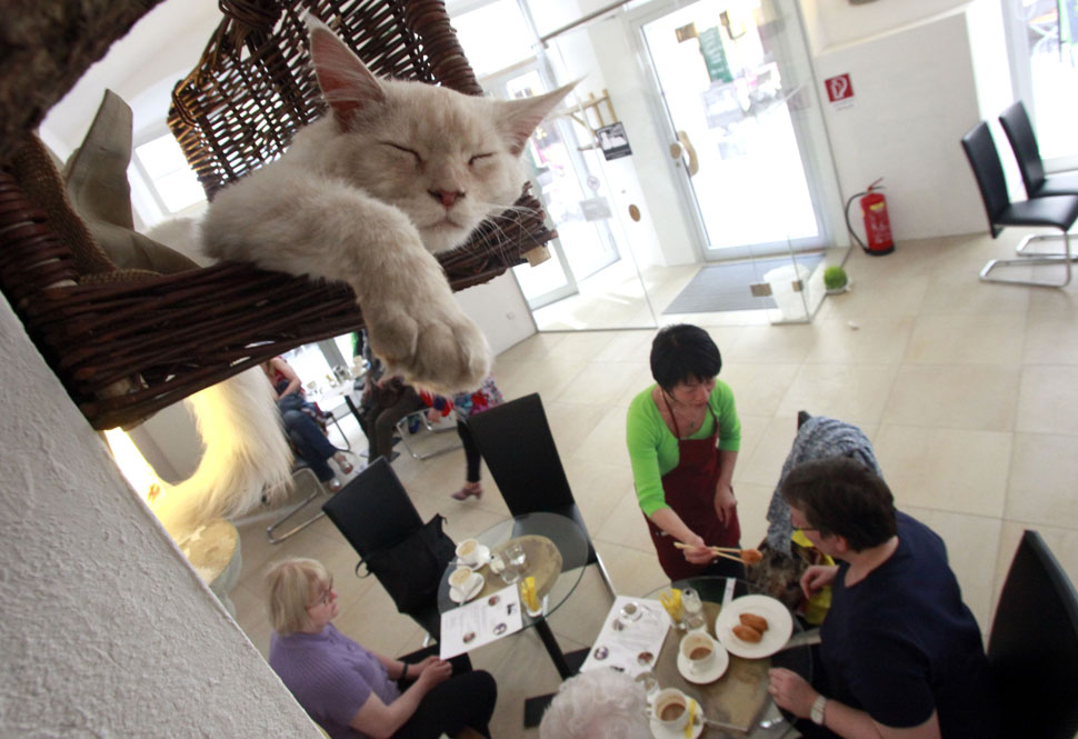 A new Japan export "cat cafes" come to Austria Boing Boing