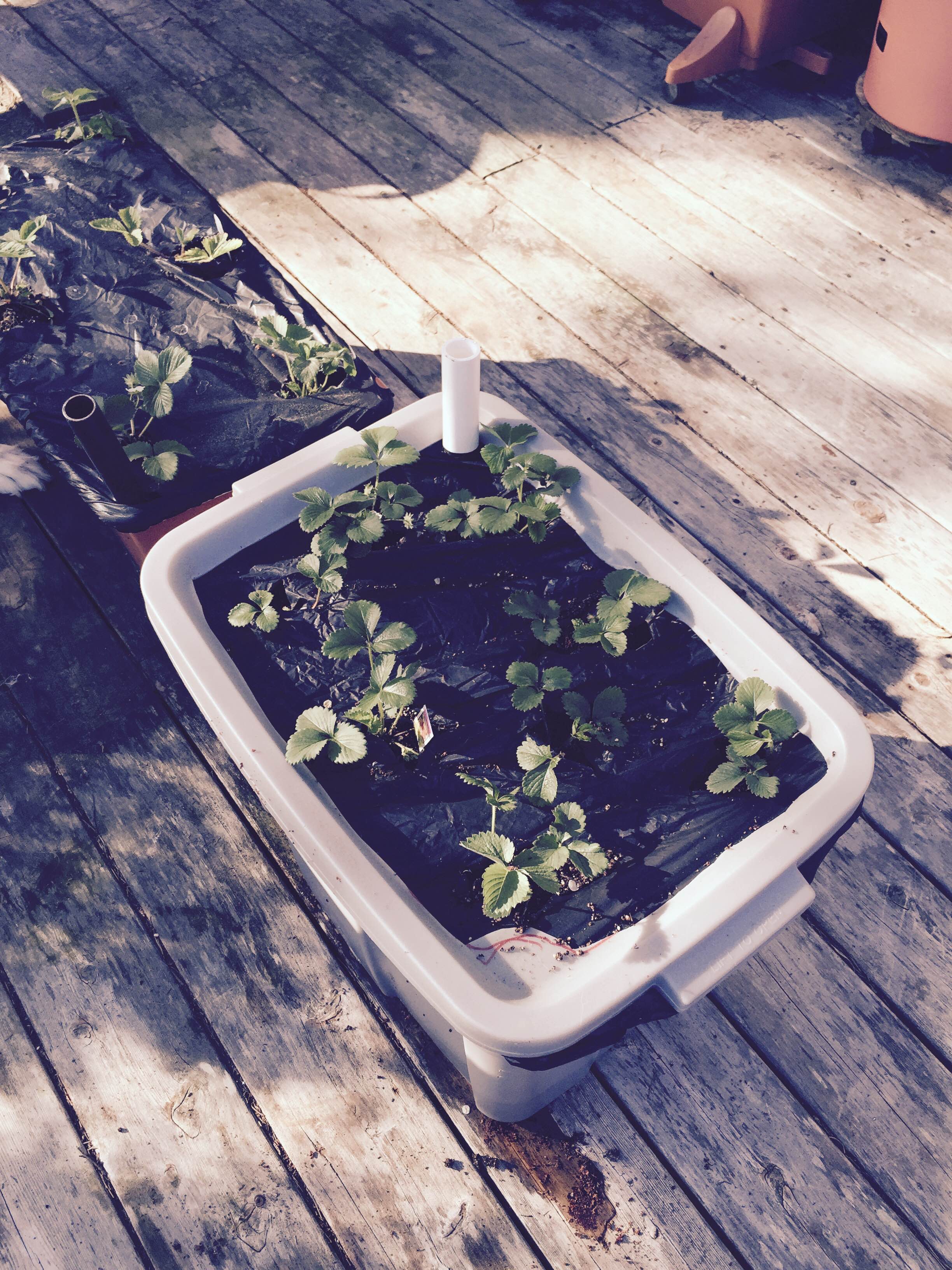 Container gardening Earthbox vs Rubbermaid Tote Boing Boing