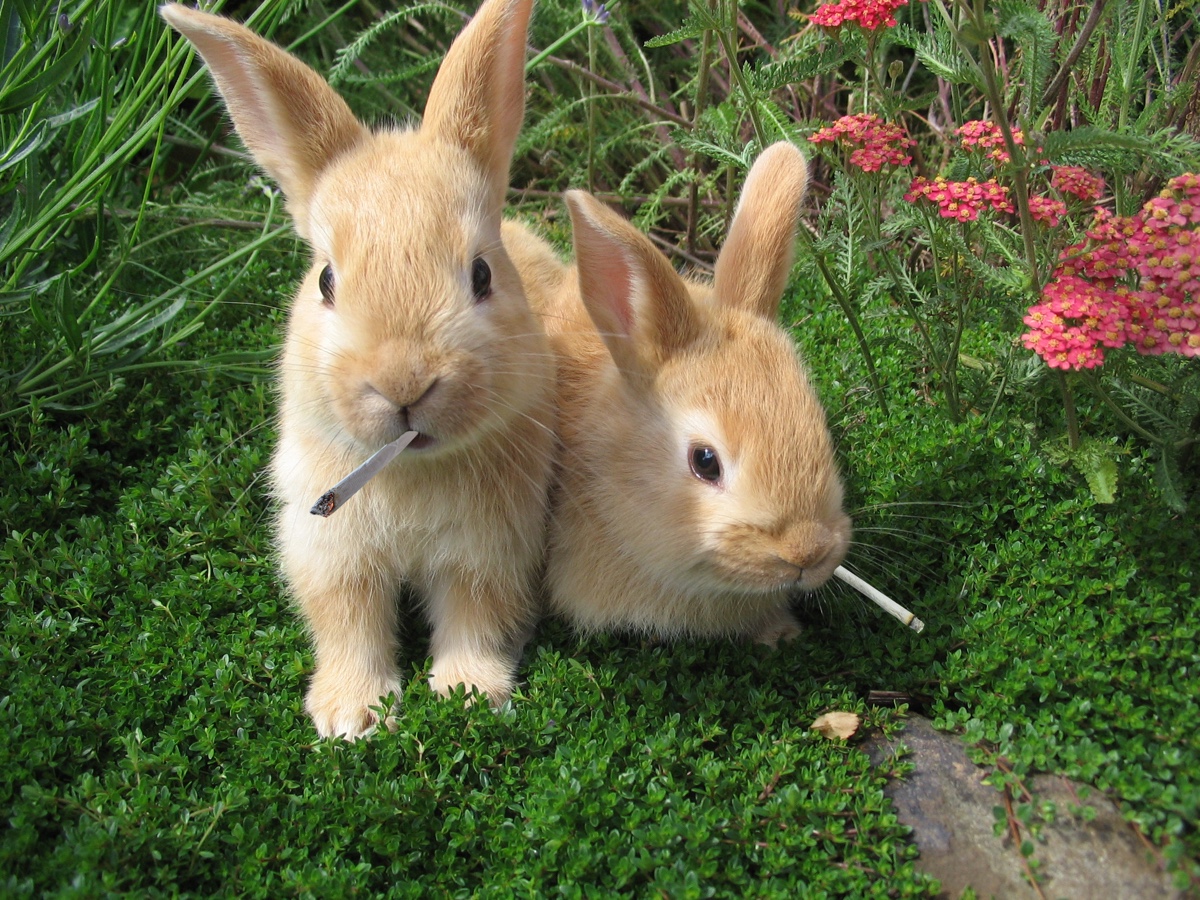 DEA If Utah legalizes pot, rabbits (and other wildlife) will get