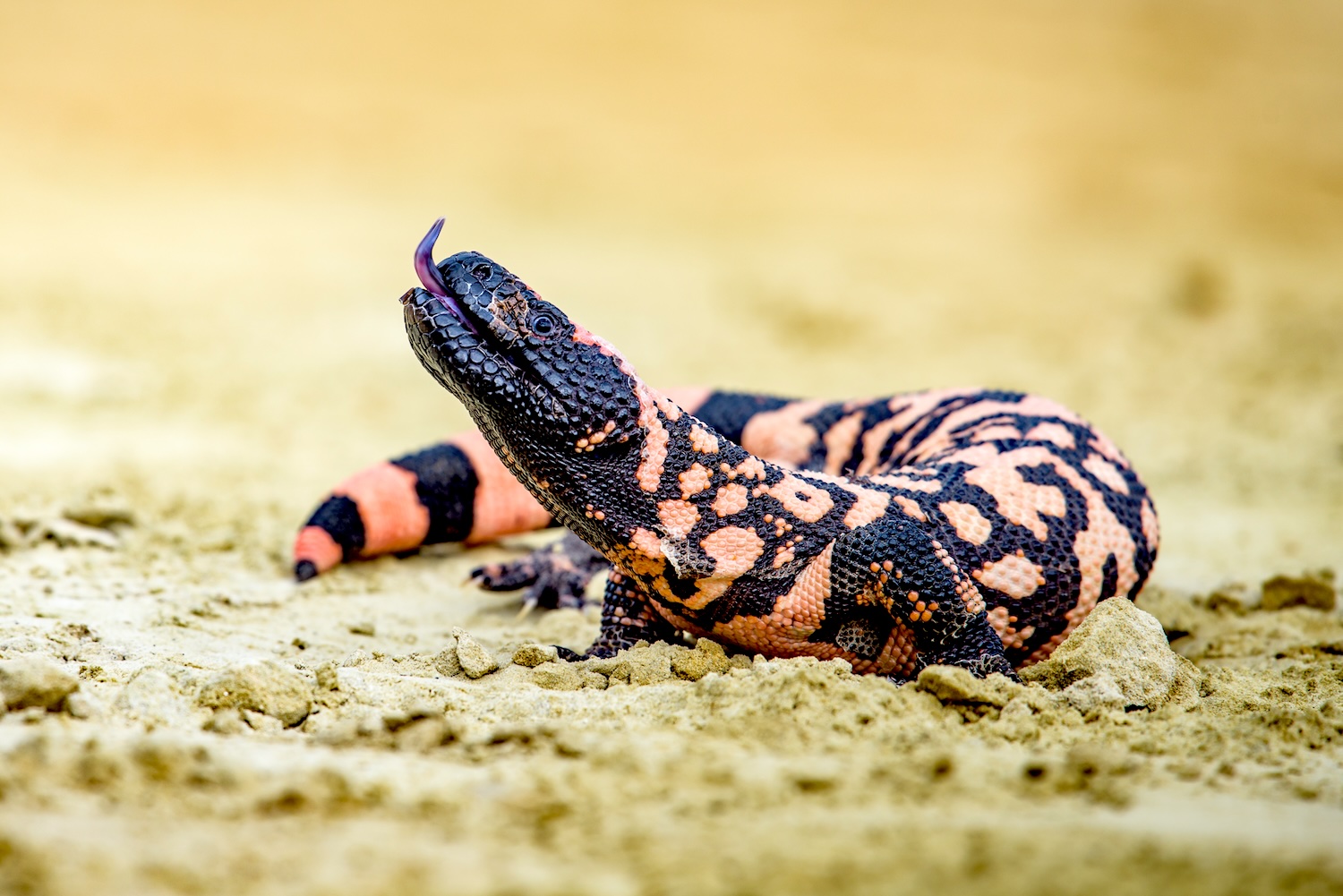 Pet gila monster bites man who dies 4 days later a rare case
