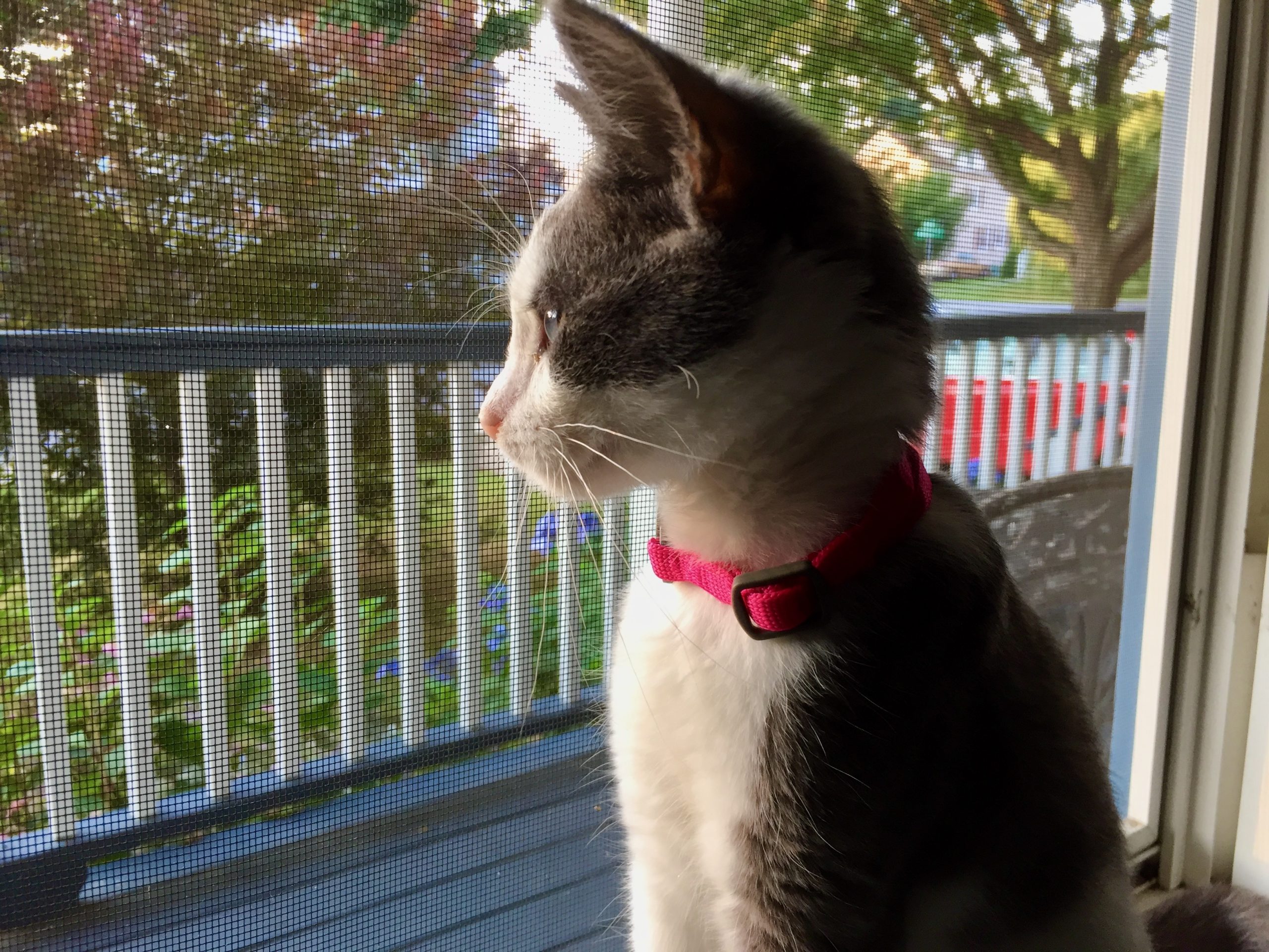 My cat is smarter than your baby Boing Boing