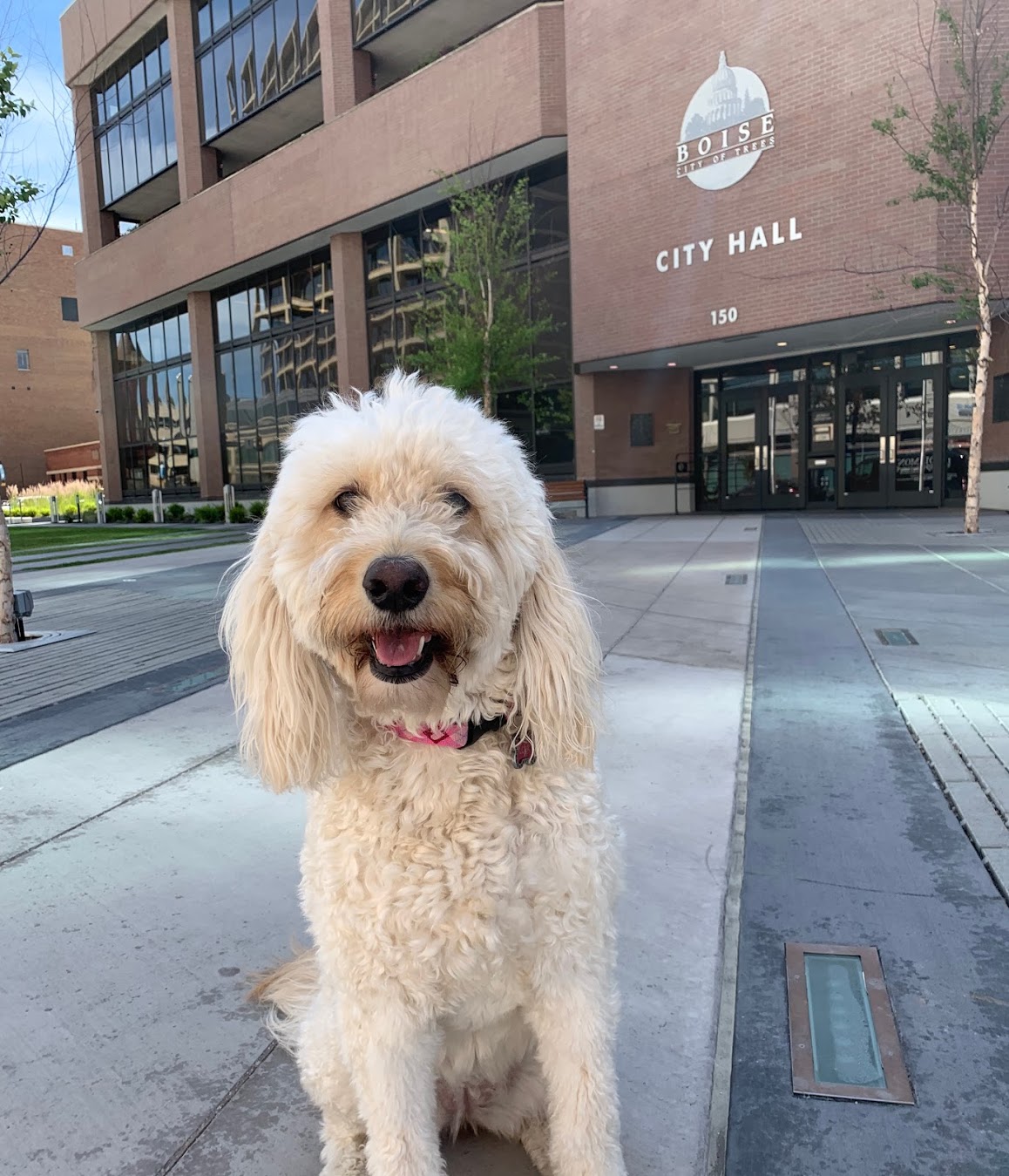 Boise dog license discounts get the green light