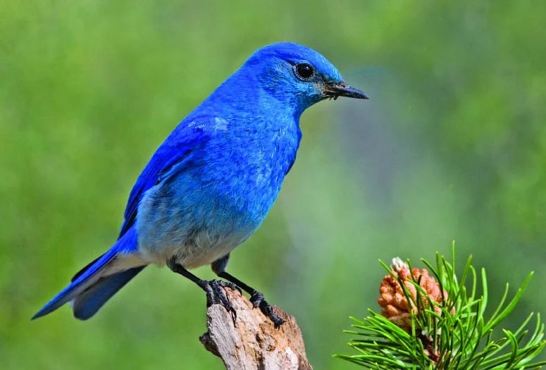 Meet Idaho's state bird, the Mountain Bluebird