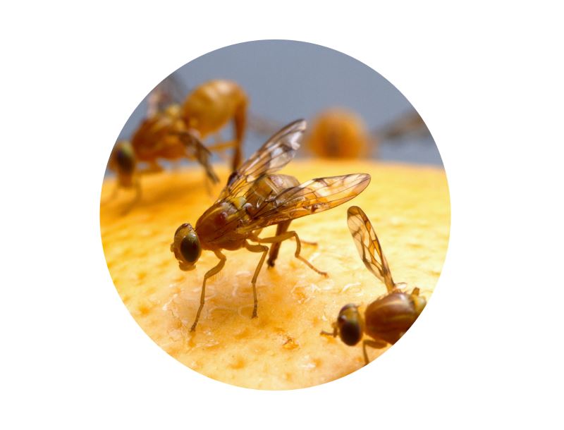 Top 5 ways to get rid of fruit flies Bokashi Living