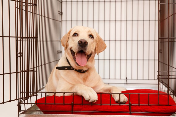 5 DIY Ideas to Build a Dog Crate Bokesol