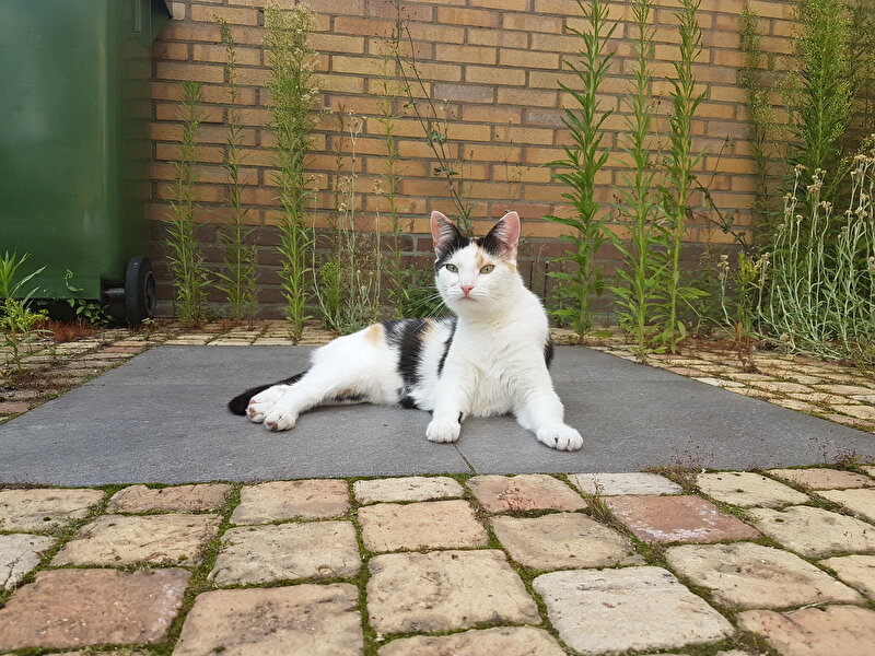 Poes met struviet/blaasgruis • Bokt.nl