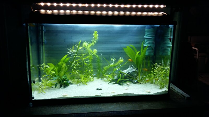 [HK] Show je aquarium II! • Bokt.nl