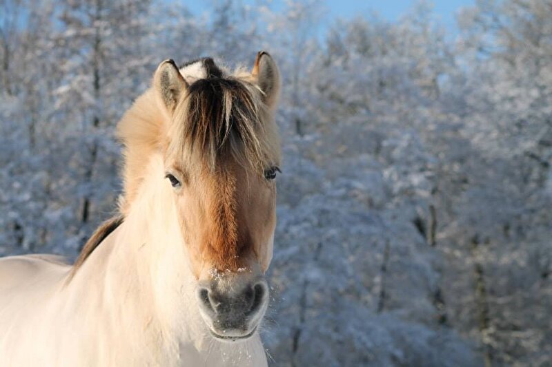 New forest cordia en fjord ojan in de sneeuw • Bokt.nl