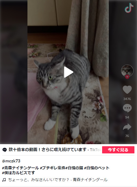 猫が青森ナイチンゲールで激怒する動画まとめ！狂暴化する理由は何？