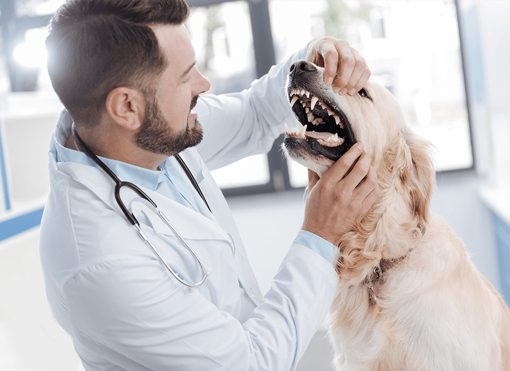 Are raw chicken bones good for dogs? Bold by Nature