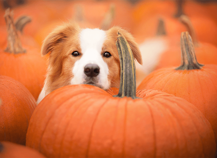 How Much Pumpkin For 60 Lb Dog