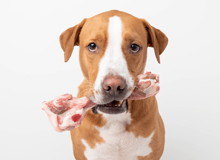 Raw dog food and dental health. Bold by Nature