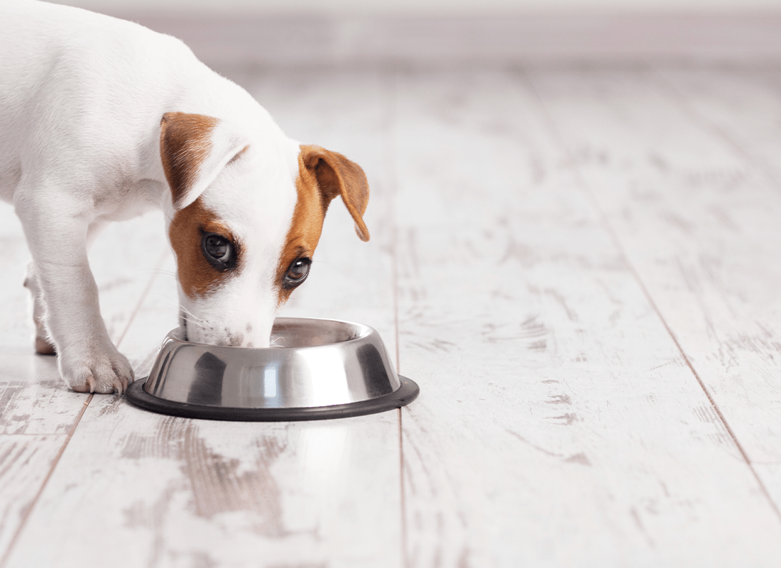 Spot the Signs Dog Food Allergies and Symptoms Bold by Nature