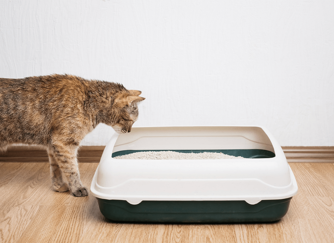 What to Know About Cat Constipation Cat Constipation Symptoms & More