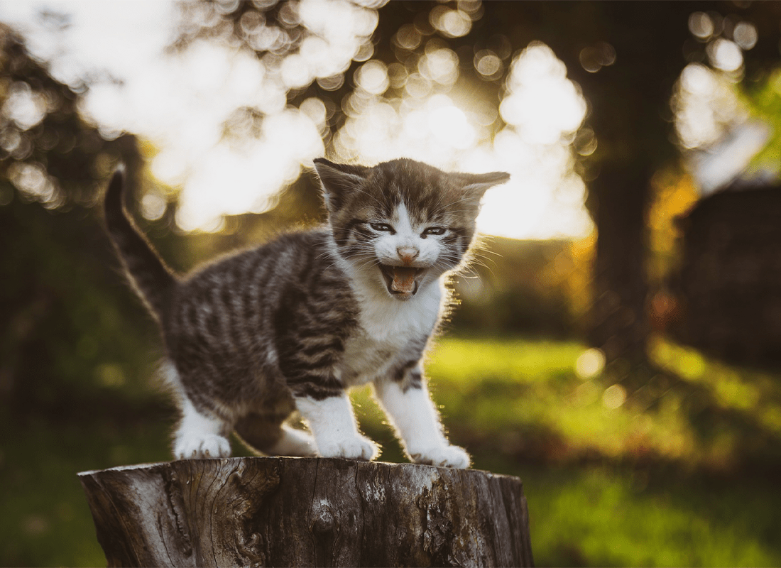 Raw Kitten Food 101 Your Guide to Raw Food for Kittens Bold by Nature